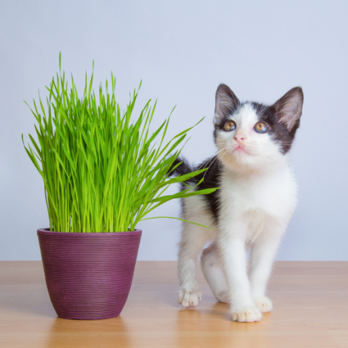 Grass Hordeum Tabby Cat Grass