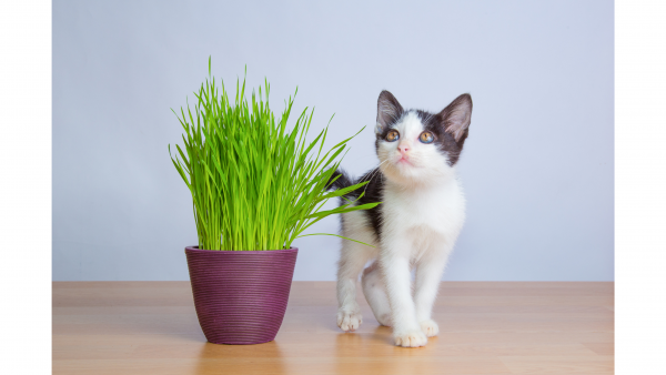 Grass Hordeum Tabby Cat Grass